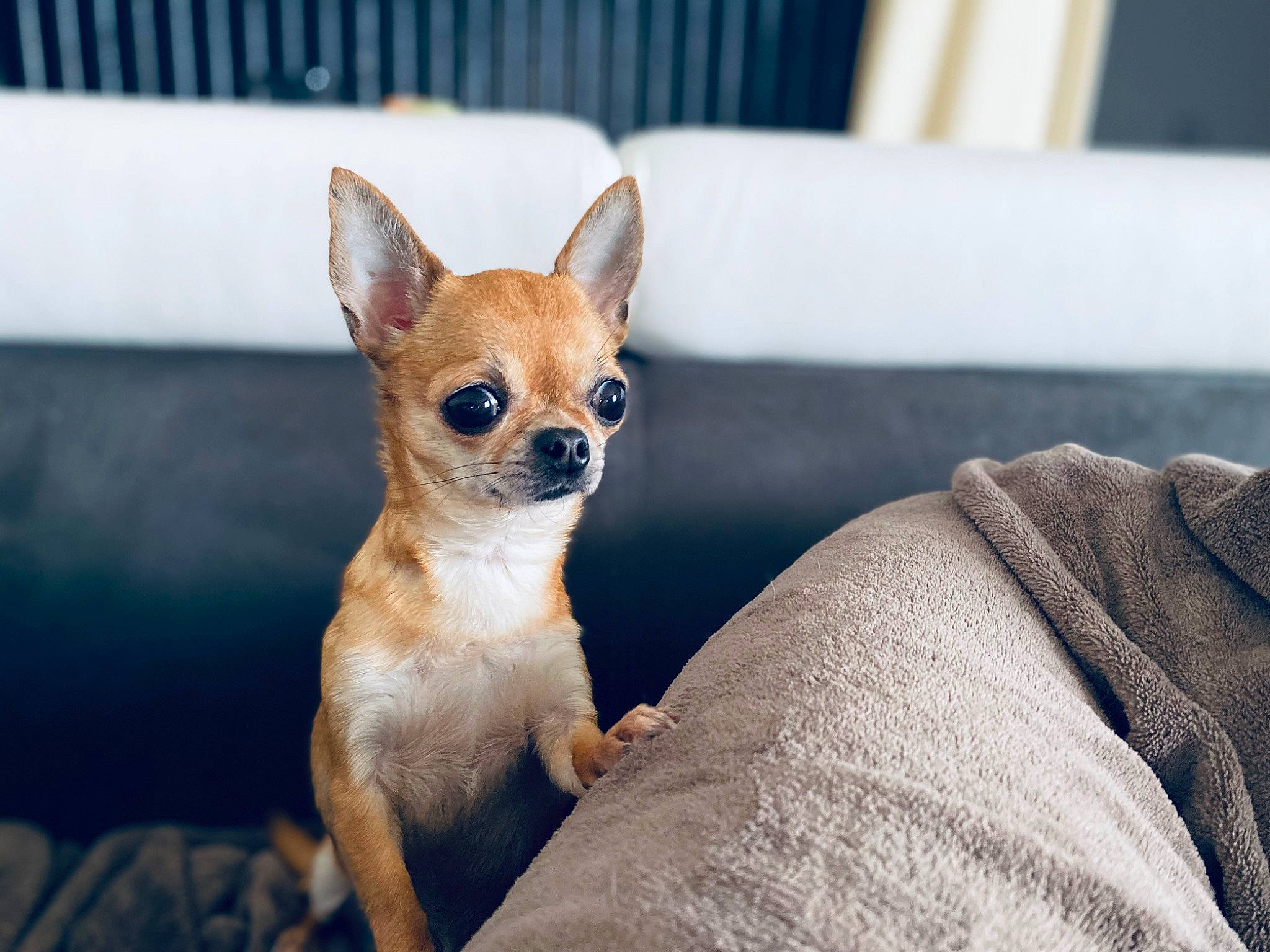 Chanel participe au concours pour gagner de l'argent avec cette photo : canidae, carnivore, close_up, comfort, companion_dog, corgi_chihuahua, dog, dog_breed, dog_supply, ear, fawn, fur, paw, sitting, snout, sporting_group, terrestrial_animal, toy_dog, whiskers, wildlife