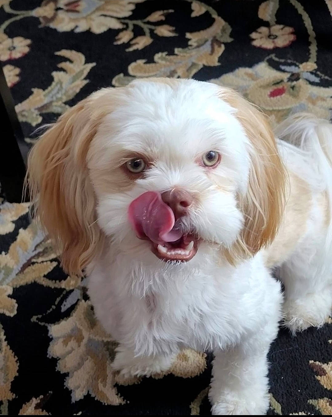 Peanut is registered to the contest to win money with this photo: canidae, carnivore, companion_dog, dog, dog_breed, dog_collar, dog_supply, fang, fur, maltepoo, non_sporting_group, small_terrier, snout, sporting_group, terrier, toy_dog, whiskers, working_animal