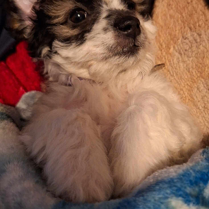 Chixsi joined the competition — help win amazing prizes! animal, blanket, bulldog, canine, cat, chihuahua, cockerspaniel, couch, dog, eskimodog, furniture, hound, papillon, person, pet, poodle, puppy, sleeping, terrier, whitedog