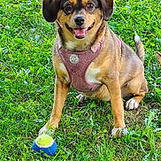Sadie joined the competition — help win amazing prizes! dog, puppy, outdoor, grass, lawn, pet, harness, pink_harness, tennis_ball, toy, sitting, smiling, open_mouth, floppy_ears, brown_fur, black_fur, white_paws, portrait, animal_photography, daylight