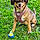Sadie