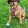 dog, puppy, outdoor, grass, lawn, pet, harness, pink_harness, tennis_ball, toy, sitting, smiling, open_mouth, floppy_ears, brown_fur, black_fur, white_paws, portrait, animal_photography, daylight
