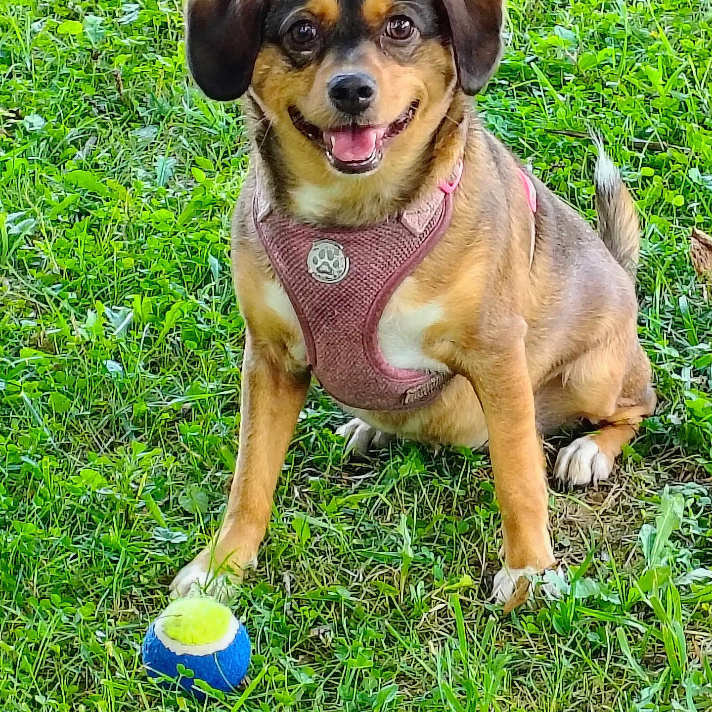 Sadie joined the competition — help win amazing prizes! dog, puppy, outdoor, grass, lawn, pet, harness, pink_harness, tennis_ball, toy, sitting, smiling, open_mouth, floppy_ears, brown_fur, black_fur, white_paws, portrait, animal_photography, daylight