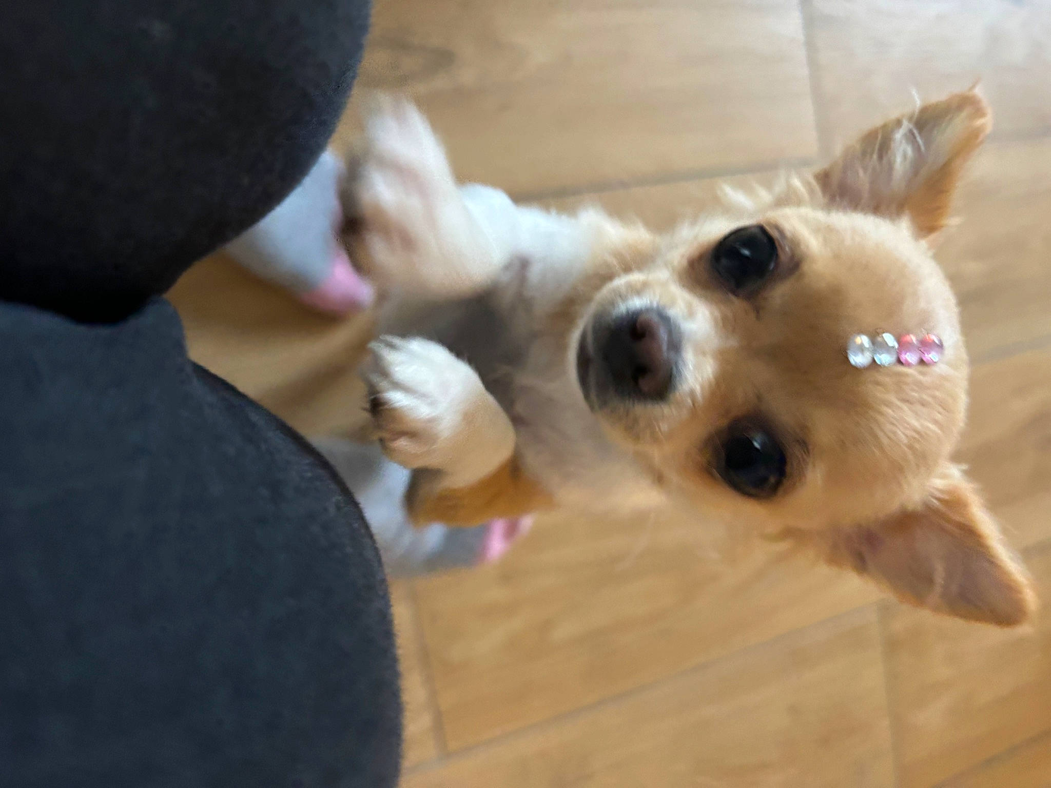 Naya participe au concours pour gagner de l'argent avec cette photo : canidae, cap, carnivore, companion_dog, dog, dog_breed, ear, fawn, flooring, fur, hat, pomeranian, selfie, snout, spitz, sporting_group, toy_dog, whiskers, wood, working_animal