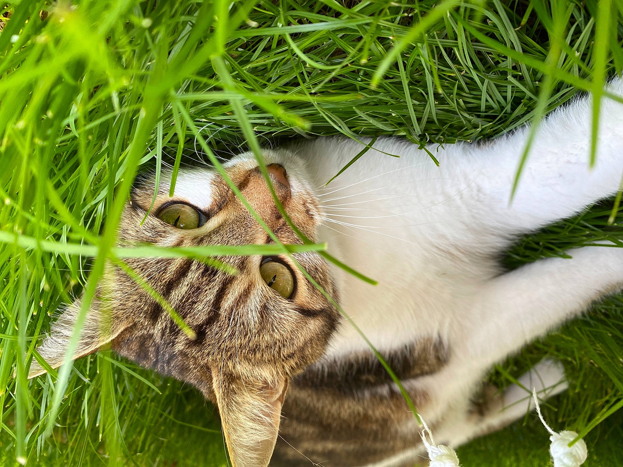 Nounouche a rejoint le concours — aidez-le/la à gagner de superbes lots ! arthropod, close_up, domestic_short_haired_cat, eye, feather, felidae, fur, grass, grass_family, groundcover, insect, plant, pollinator, small_to_medium_sized_cats, snout, terrestrial_animal, terrestrial_plant, vegetation, whiskers, wildlife