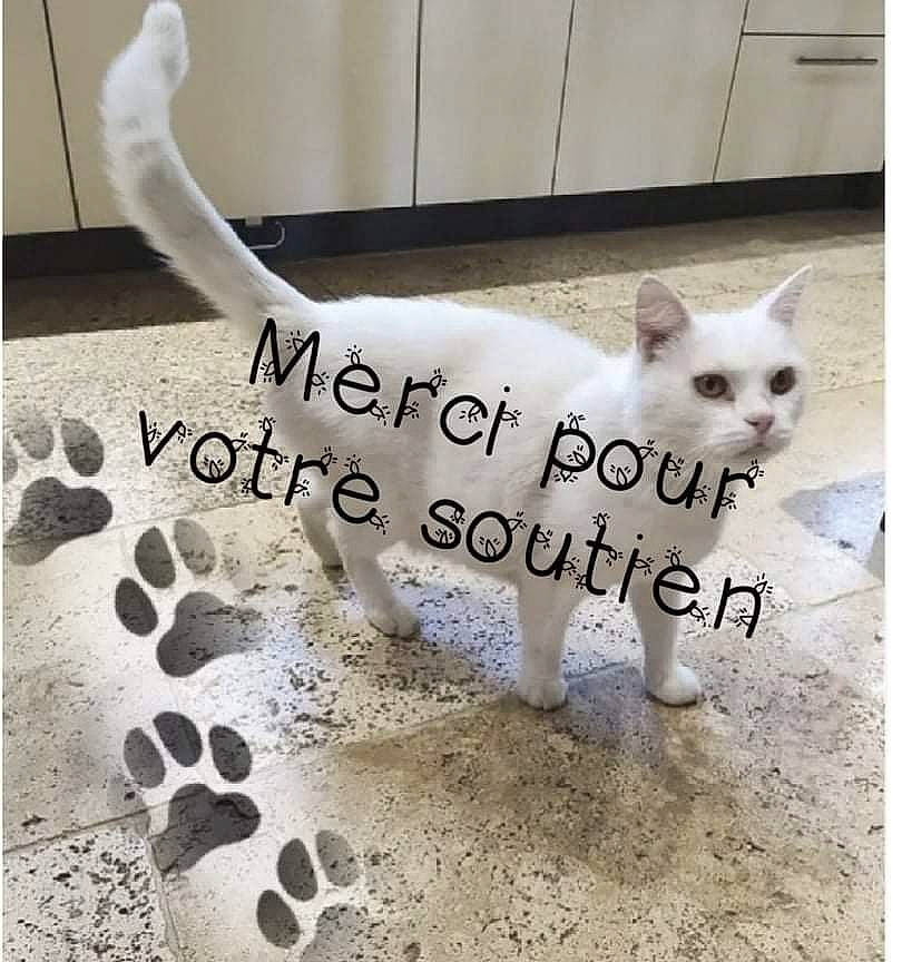 Flocon a rejoint le concours — aidez-le/la à gagner de superbes lots ! carnivore, cat, collar, fawn, felidae, flooring, font, fur, line, mammal, metal, organism, paw, small_to_medium_sized_cats, snout, tail, terrestrial_animal, vertebrate, whiskers, white