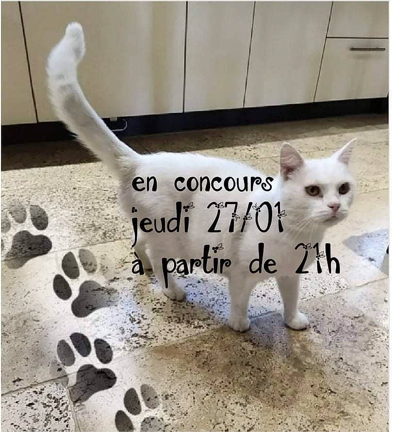 Flocon participe au concours pour gagner de l'argent avec cette photo : carnivore, cat, collar, companion_dog, fawn, felidae, flooring, font, internet_meme, mammal, paw, pet_supply, small_to_medium_sized_cats, snout, tail, terrestrial_animal, vertebrate, whiskers, white, working_animal