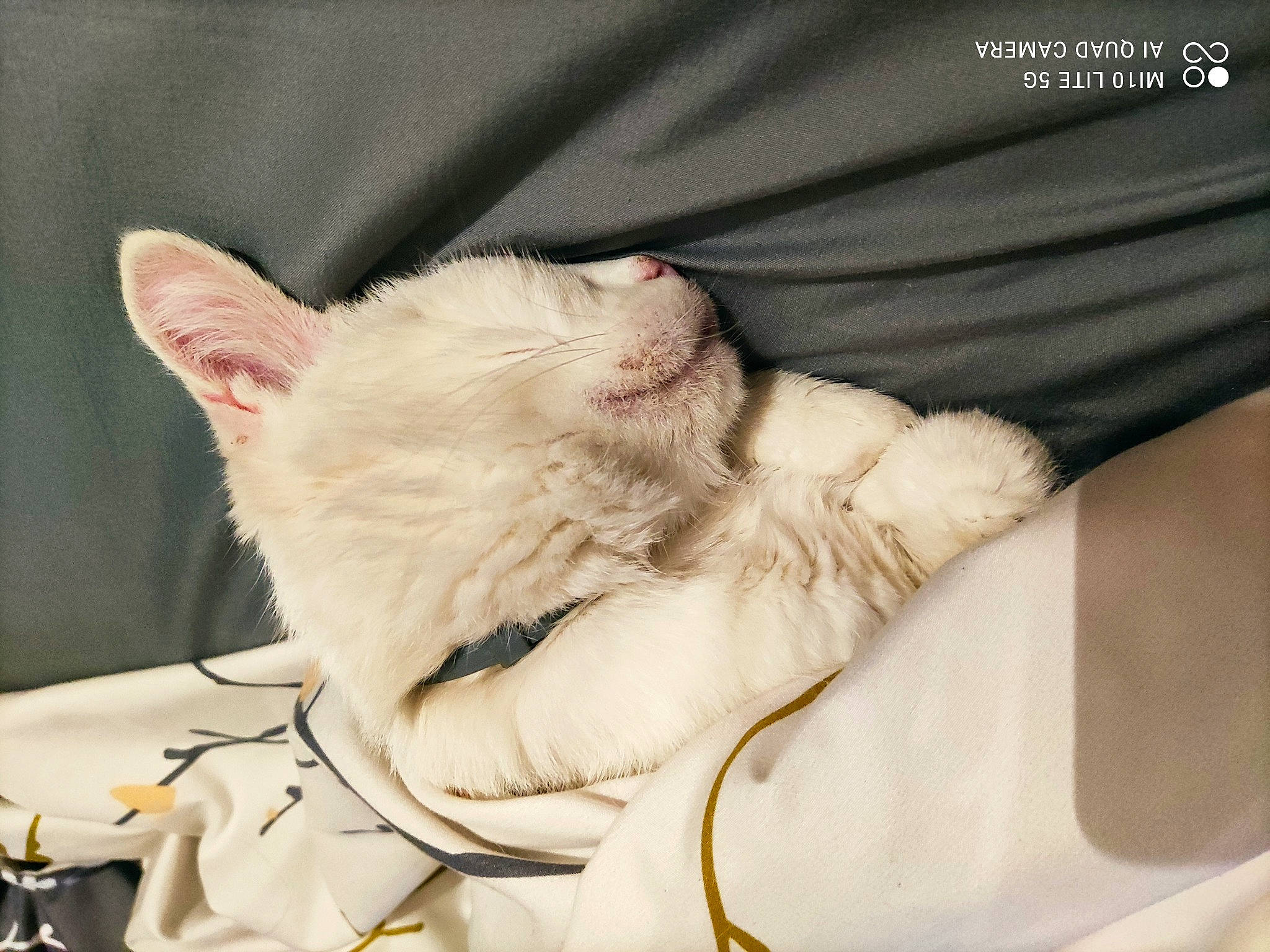 Flocon participe au concours pour gagner de l'argent avec cette photo : carnivore, cat, claw, comfort, devon_rex, domestic_short_haired_cat, ear, fawn, felidae, fur, gesture, leg, linens, nap, paw, sleep, small_to_medium_sized_cats, snout, tail, whiskers