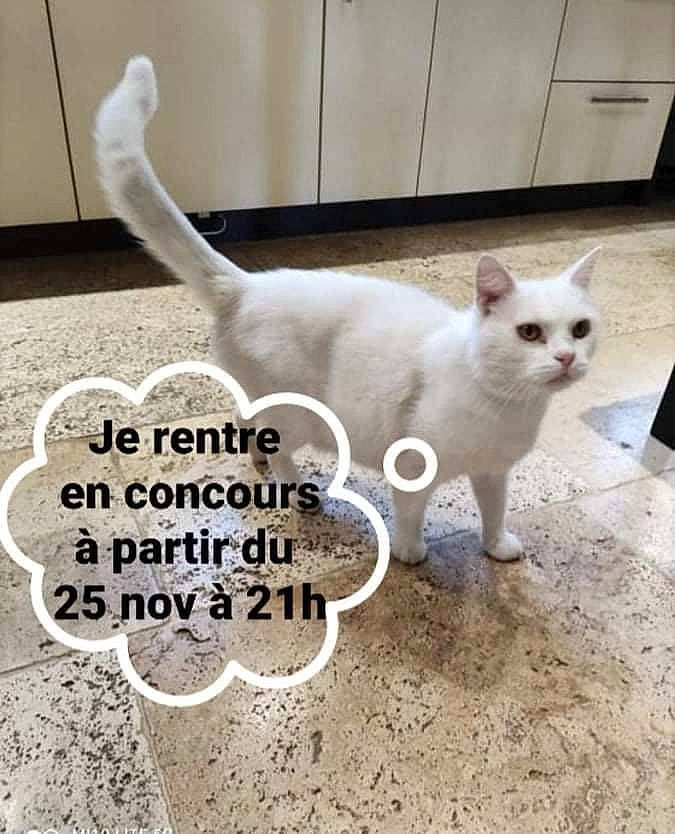 Flocon a rejoint le concours — aidez-le/la à gagner de superbes lots ! carnivore, cat, companion_dog, domestic_short_haired_cat, fawn, felidae, flooring, font, fur, internet_meme, paw, pet_supply, photo_caption, small_to_medium_sized_cats, snout, tail, terrestrial_animal, vertebrate, whiskers, white
