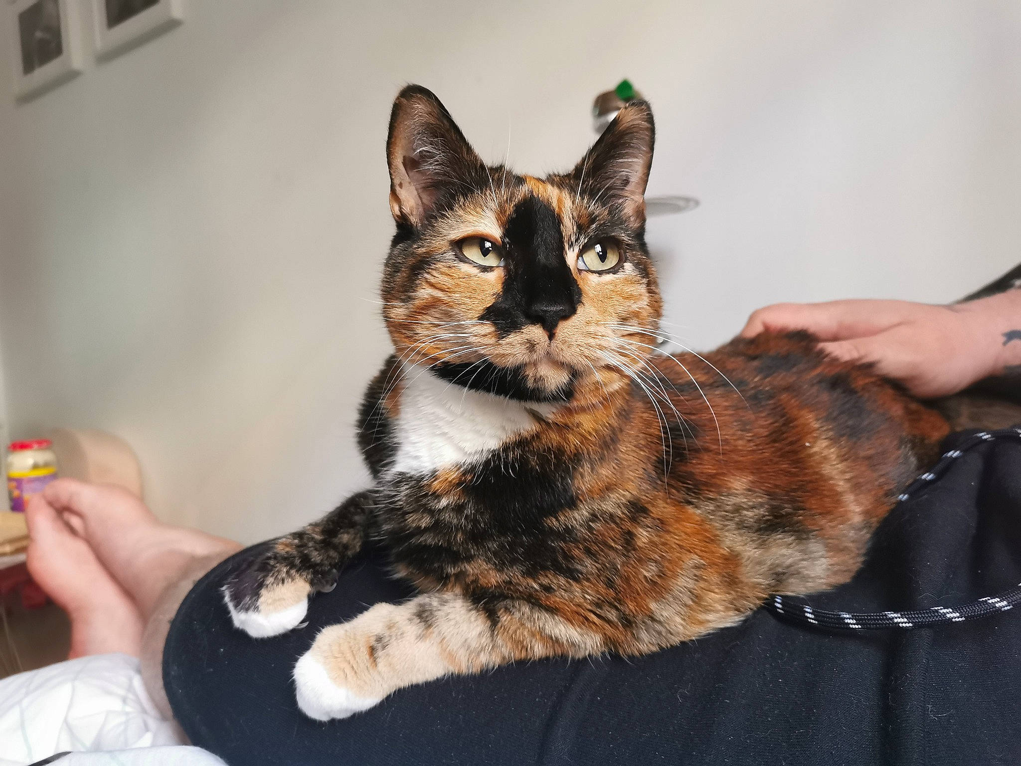 Spirit a rejoint le concours — aidez-le/la à gagner de superbes lots ! bed, carnivore, cat, claw, comfort, couch, domestic_short_haired_cat, eye, felidae, fur, hand, nail, paw, sitting, small_to_medium_sized_cats, snout, tail, whiskers