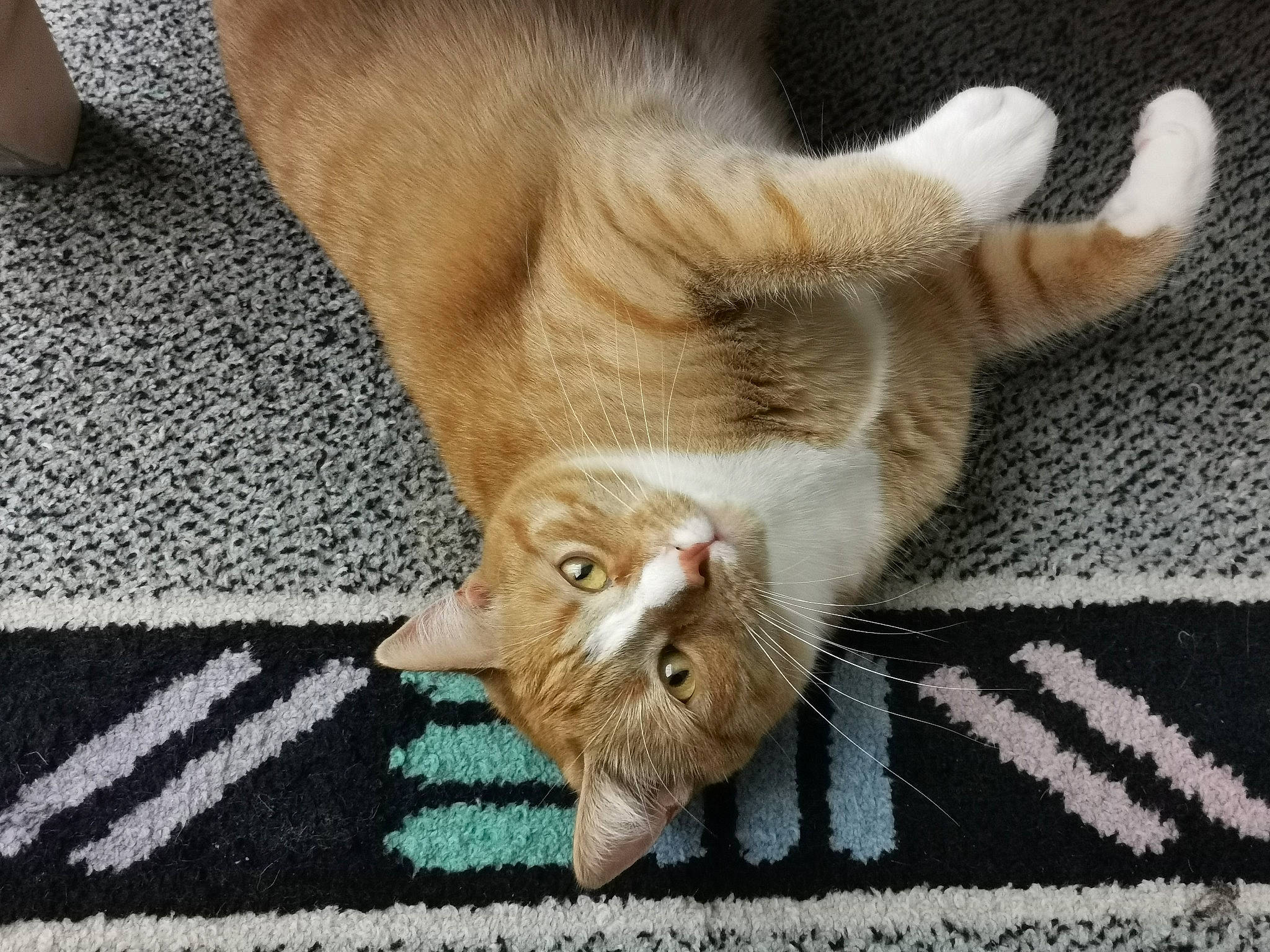 Pippin participe au concours pour gagner de l'argent avec cette photo : canidae, carnivore, cat, cat_supply, claw, comfort, domestic_short_haired_cat, fawn, felidae, flooring, foot, fur, linens, pattern, paw, small_to_medium_sized_cats, snout, tail, whiskers, wood