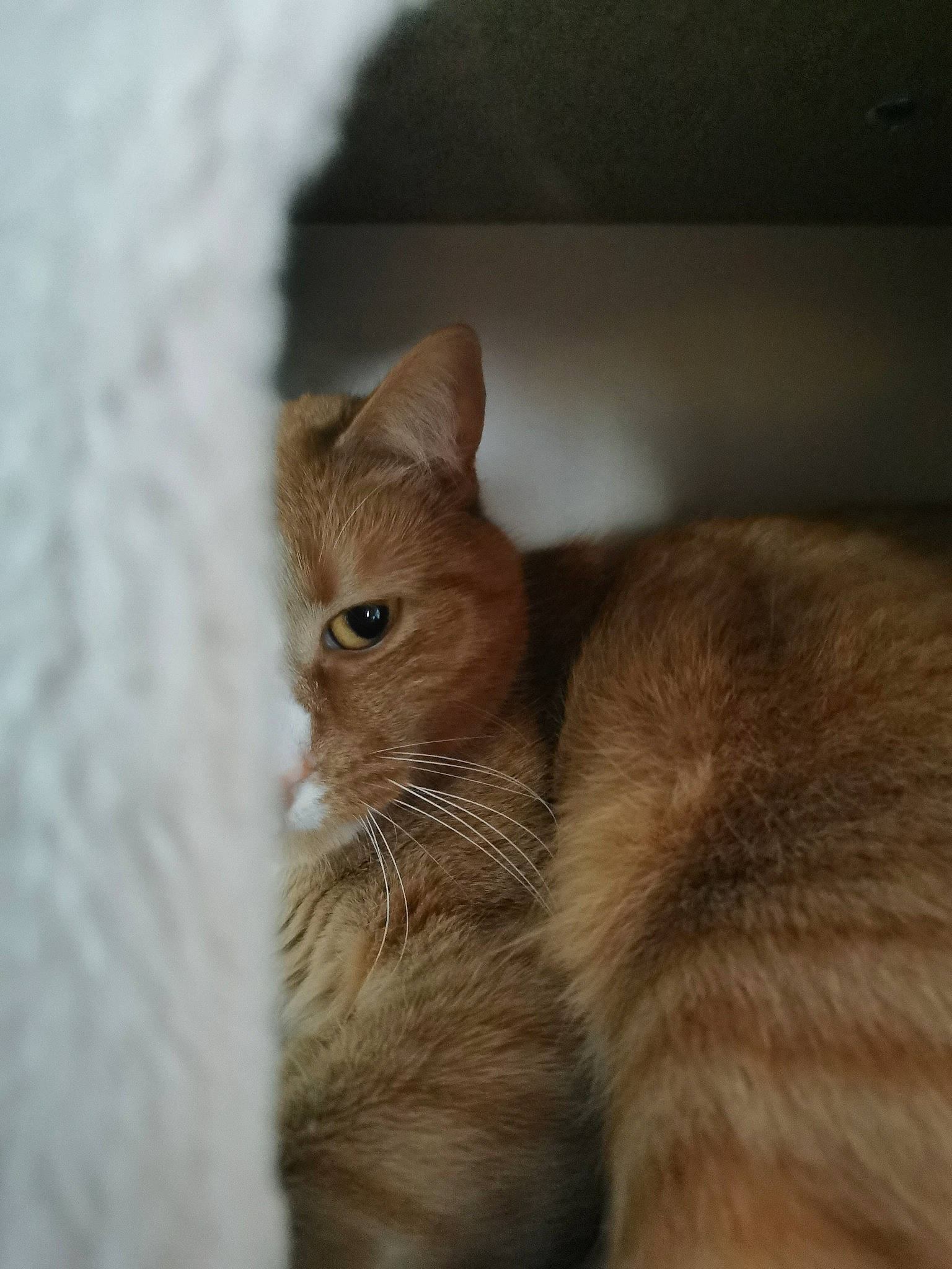 Pippin participe au concours pour gagner de l'argent avec cette photo : brown, carnivore, cat, claw, domestic_short_haired_cat, fawn, felidae, fur, paw, small_to_medium_sized_cats, snout, tail, terrestrial_animal, whiskers, wildlife, wood