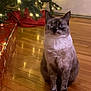 Luna joined the competition — help win amazing prizes! accessories, animal, cat, christmas, christmasdecorations, christmastree, couch, festival, fir, hardwood, indoors, interiordesign, lighting, manx, pet, plant, plywood, siamese, tree, wood