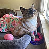 animal, brown, cat, cat_tree, cozy, curious, domestic_cat, feline, floral_dress, indoor, pet, pink, pink_toy, purple, purple_toy, relaxed, sunlight, whiskers, white, window