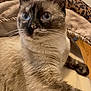 Luna joined the competition — help win amazing prizes! cat, siamese_cat, blue_eyes, fur, whiskers, ear, bed, blanket, leopard_print, indoor, pet, animal, feline, relaxed, lying_down, closeup, soft_fur, curious, domestic, cute