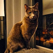 Manuela Lepoil participe au concours pour gagner de l'argent avec cette photo : cat, brown_cat, indoor, window, night, pet, animal, feline, fur, curious, sitting, portrait, cozy, soft_light, reflection, domestic_animal, whiskers, ears, closeup, home