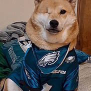 Kenda is registered to the contest to win money with this photo: bed, blanket, canine, cozy, dog, ears_up, fan_merch, fur, indoor, nose, one_eyed, paws, pet, philadelphia_eagles, pillow, portrait, shiba_inu, sitting, sports_jersey, wink