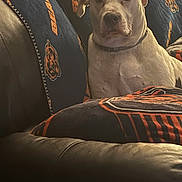 Logan is registered to the contest to win money with this photo: dog, white_dog, couch, blanket, indoor, pet, animal, relaxing, sports_fan, chicago_bears, furniture, collar, mammal, canine, home, leather_couch, seated, looking_at_camera, calm, portrait