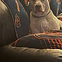 dog, white_dog, couch, blanket, indoor, pet, animal, relaxing, sports_fan, chicago_bears, furniture, collar, mammal, canine, home, leather_couch, seated, looking_at_camera, calm, portrait