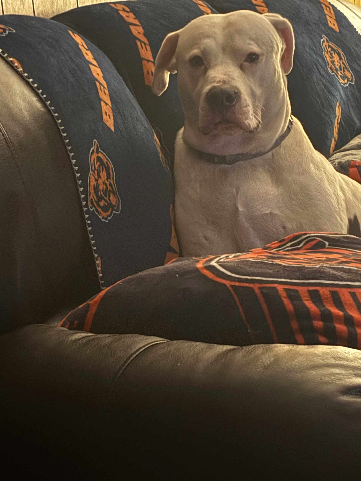 Logan is registered to the contest to win money with this photo: dog, white_dog, couch, blanket, indoor, pet, animal, relaxing, sports_fan, chicago_bears, furniture, collar, mammal, canine, home, leather_couch, seated, looking_at_camera, calm, portrait