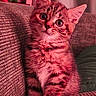 Merguez participe au concours pour gagner de l'argent avec cette photo : cat, kitten, tabby, feline, pet, animal, portrait, sitting, couch, sofa, indoors, home, fur, whiskers, ears, eyes, wide_eyed, fluffy, closeup, cozy