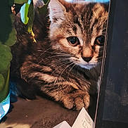 Merguez a rejoint le concours — aidez-le/la à gagner de superbes lots ! kitten, cat, feline, animal, pet, portrait, close_up, face, eyes, whiskers, fur, tabby, striped_fur, curious, sitting, indoors, houseplants, leaves, monitor, cardboard_box