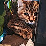 kitten, cat, feline, animal, pet, portrait, close_up, face, eyes, whiskers, fur, tabby, striped_fur, curious, sitting, indoors, houseplants, leaves, monitor, cardboard_box