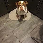 Balthazar a rejoint le concours — aidez-le/la à gagner de superbes lots ! bulldog, dog, pet, animal, indoor, kitchen, tile_floor, rug, cabinet, waiting, brown_and_white, sitting, flooring, portrait, companion, domestic_animal, cute, canine, mammal, household
