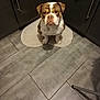 bulldog, dog, pet, animal, indoor, kitchen, tile_floor, rug, cabinet, waiting, brown_and_white, sitting, flooring, portrait, companion, domestic_animal, cute, canine, mammal, household