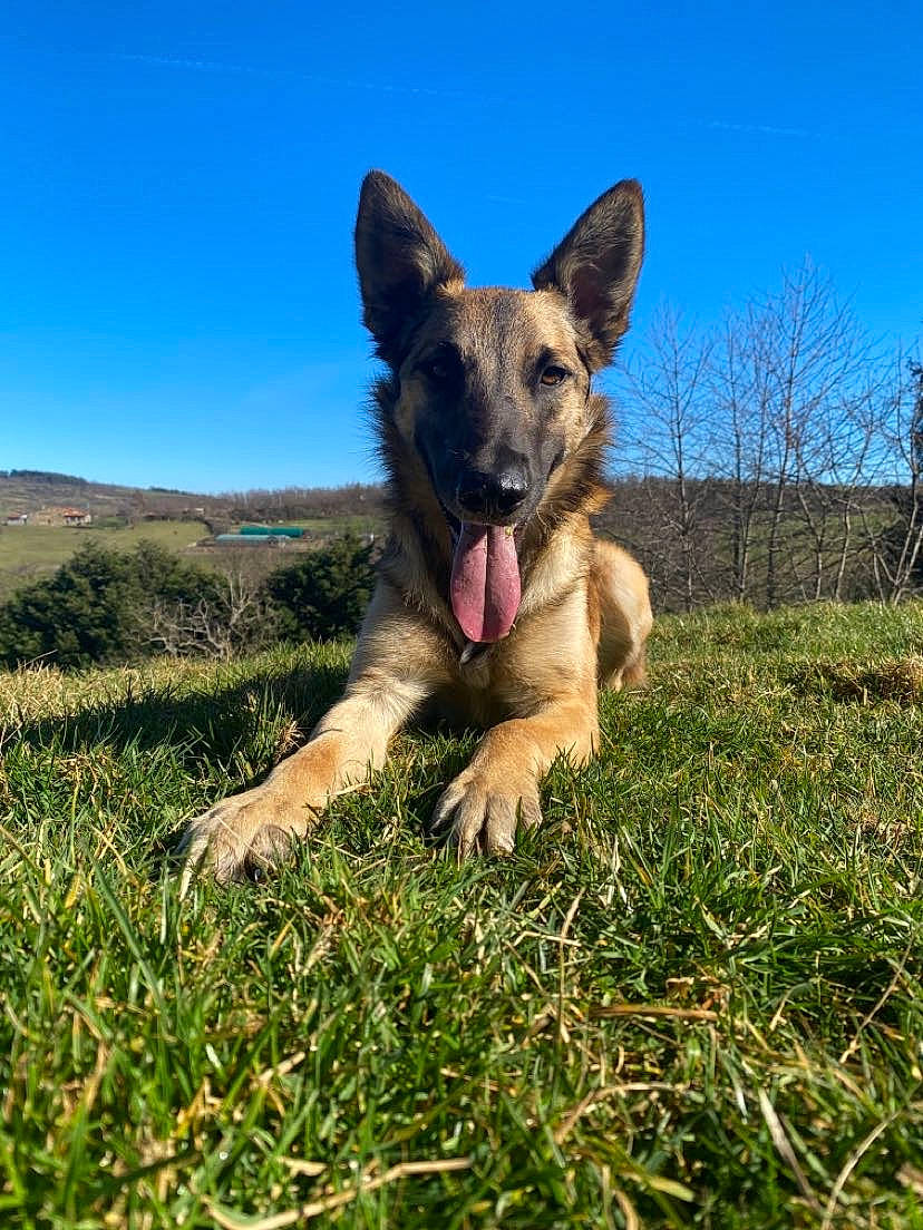 Many a rejoint le concours — aidez-le/la à gagner de superbes lots ! belgian_shepherd_malinois, canidae, carnivore, dog, dog_breed, east_european_shepherd, fawn, german_shepherd_dog, grass, king_shepherd, kunming_wolfdog, mammal, old_german_shepherd_dog, shiloh_shepherd_dog, sky, vertebrate, working_dog