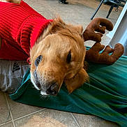 Cole joined the competition — help win amazing prizes! dog, golden_retriever, pet, red_sweater, clothing, stuffed_toy, brown_toy, lying_down, upside_down, relaxed, indoors, tile_floor, blanket, teal_fabric, cuddling, floppy_ears, golden_fur, close_up, playful, cozy
