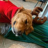dog, golden_retriever, pet, red_sweater, clothing, stuffed_toy, brown_toy, lying_down, upside_down, relaxed, indoors, tile_floor, blanket, teal_fabric, cuddling, floppy_ears, golden_fur, close_up, playful, cozy