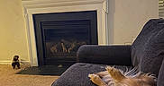 Cole is registered to the contest to win money with this photo: dog, dogs, pets, sleeping, resting, upside_down, fluffy, long_hair, brown_fur, golden_fur, couch, living_room, fireplace, television, sports, home, carpet, family_photos, wall_decor, cozy