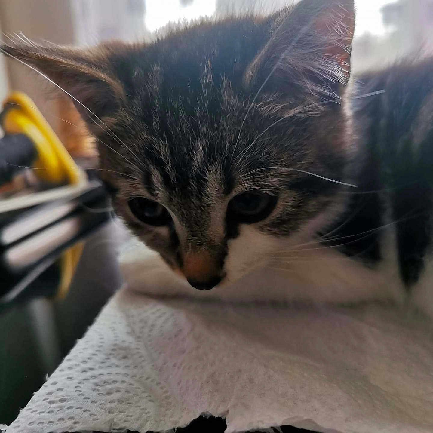 Lily participe au concours pour gagner de l'argent avec cette photo : blurred_background, cat, close_up, cute, domestic_animal, face, feline, fur, household, indoor, kitten, paper_towel, pet, resting, soft_light, tabby, table, texture, whiskers, young_cat