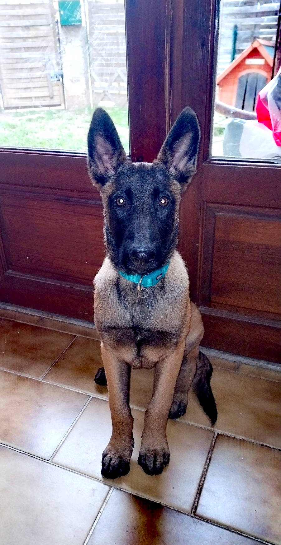 Taïko participe au concours pour gagner de l'argent avec cette photo : canidae, carnivore, collar, companion_dog, dog, dog_breed, dog_collar, electric_blue, fawn, hardwood, pet_supply, snout, sporting_group, tail, terrestrial_animal, varnish, window, wood, working_animal, working_dog