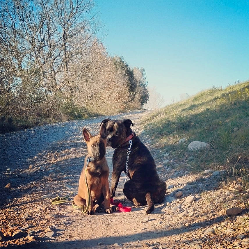 Taïko a rejoint le concours — aidez-le/la à gagner de superbes lots ! airedale_terrier, carnivore, cloud, companion_dog, dog, dog_breed, fawn, grass, landscape, leash, leisure, plant, road, sky, snout, soil, tints_and_shades, tree, water, working_animal
