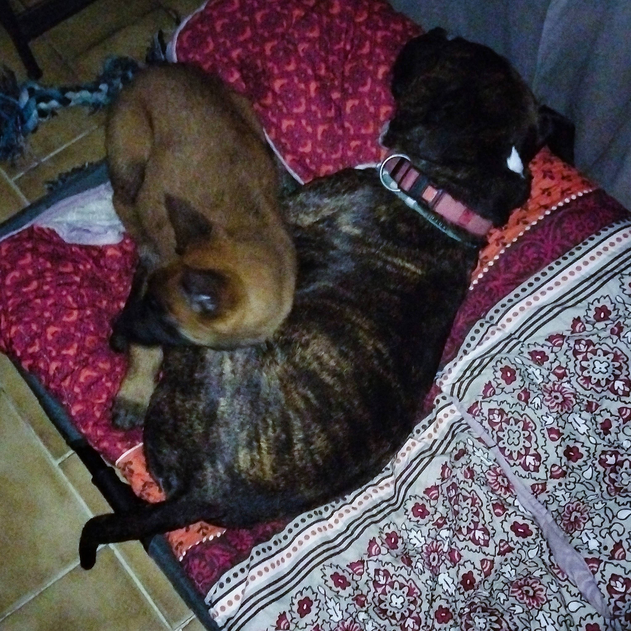 Niro a rejoint le concours — aidez-le/la à gagner de superbes lots ! canidae, carnivore, comfort, companion_dog, dog, dog_breed, dog_supply, fawn, felidae, fur, linens, liver, nap, pattern, pet_supply, small_to_medium_sized_cats, sporting_group, tail, whiskers, working_animal