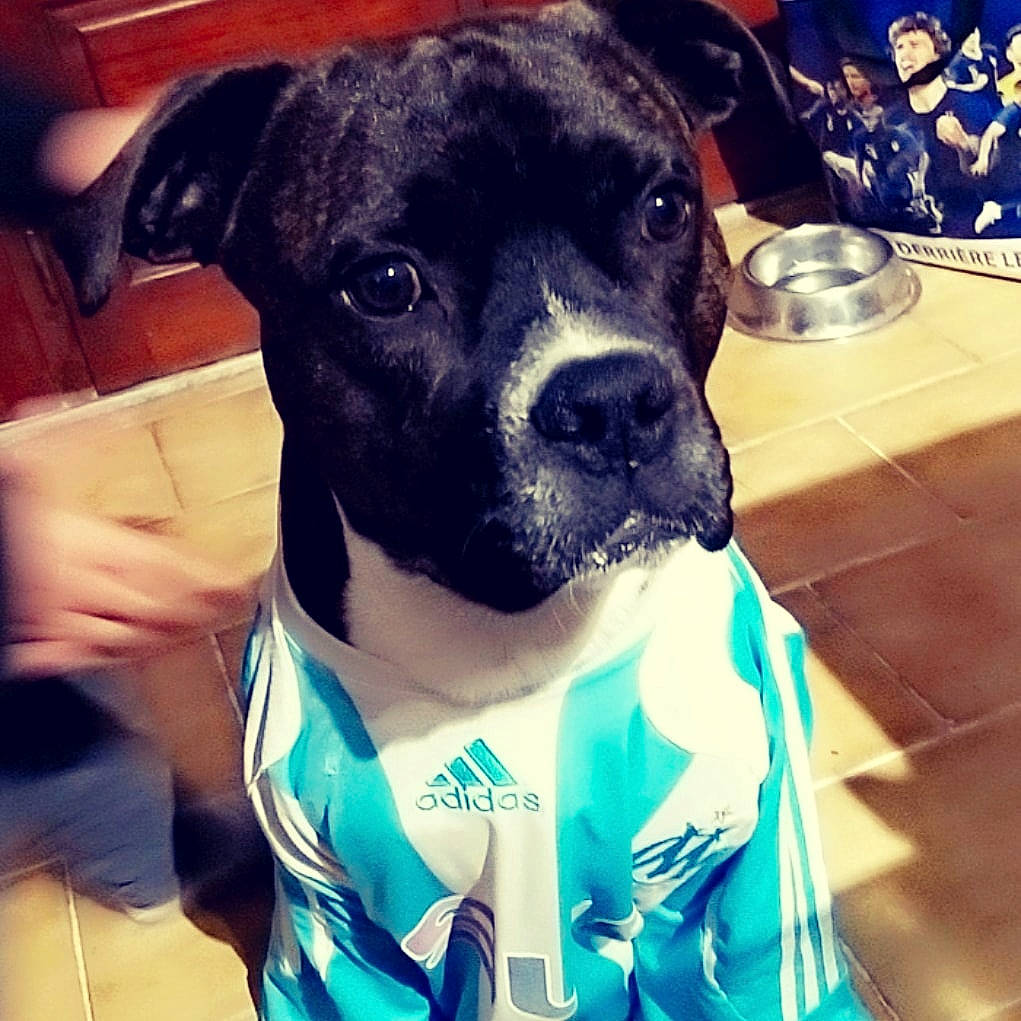 Niro participe au concours pour gagner de l'argent avec cette photo : blue, canidae, carnivore, collar, companion_dog, cool, dog, dog_breed, electric_blue, fawn, fur, metal, pet_supply, sleeve, snout, sporting_group, square, t_shirt, whiskers, working_animal