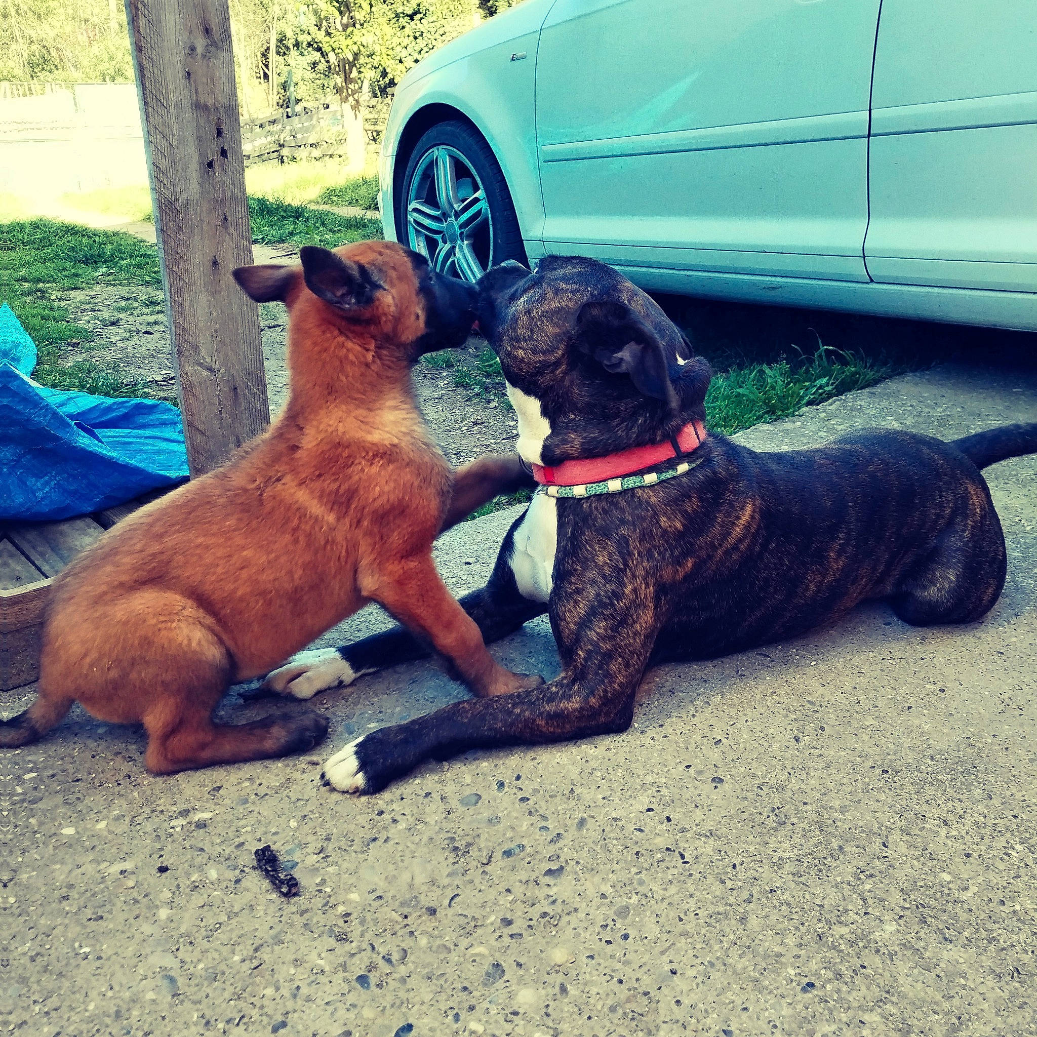 Niro a rejoint le concours — aidez-le/la à gagner de superbes lots ! automotive_tire, car, carnivore, collar, companion_dog, dog, dog_breed, dog_collar, fawn, fender, hood, liver, pet_supply, plant, tints_and_shades, tire, vehicle, vehicle_door, wheel, working_animal