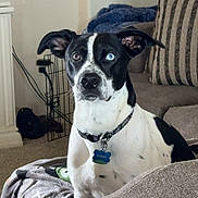 Cosmo joined the competition — help win amazing prizes! dog, heterochromia, black_and_white, pet, indoor, blanket, couch, cushion, collar, tag, floor, carpet, furniture, ears, face, animal, canine, alert, sitting, domestic