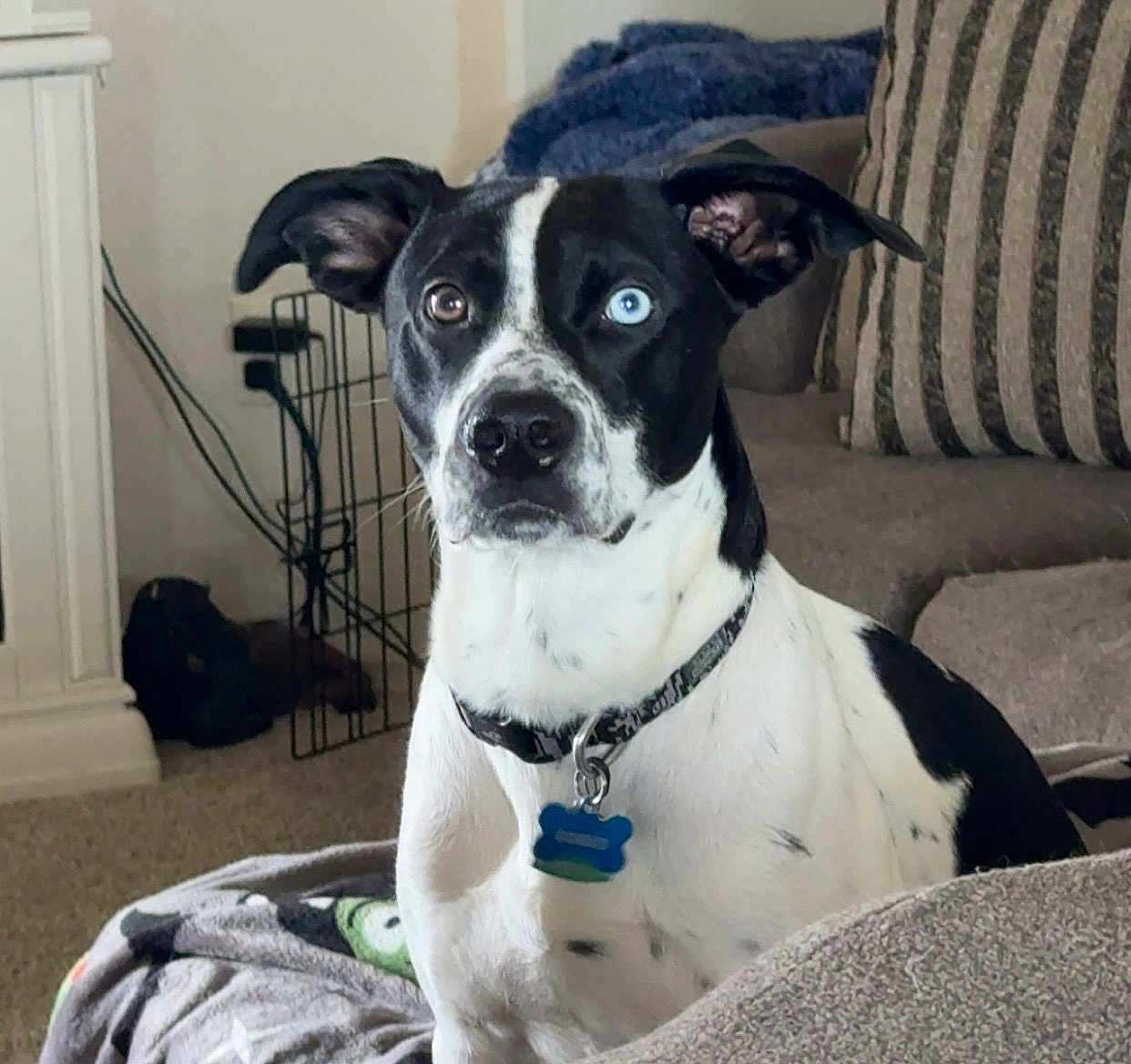 Cosmo