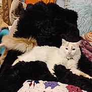 L.t. Dan is registered to the contest to win money with this photo: cat, white_cat, fluffy, tail, blanket, black_blanket, crochet, cushion, indoor, pet, furniture, cozy, relaxed, fur, home, decor, resting, animal, cute, comfortable