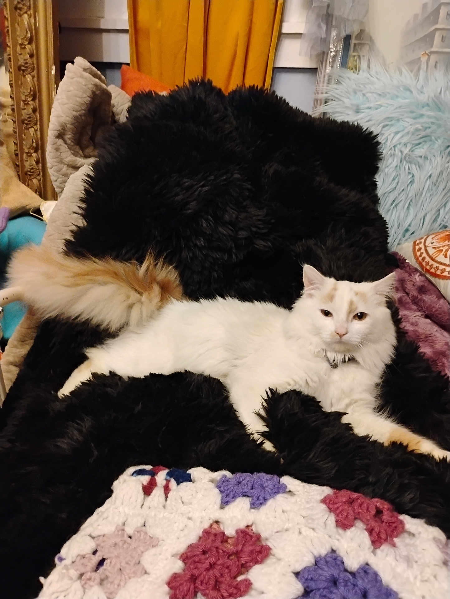 L.t. Dan is registered to the contest to win money with this photo: cat, white_cat, fluffy, tail, blanket, black_blanket, crochet, cushion, indoor, pet, furniture, cozy, relaxed, fur, home, decor, resting, animal, cute, comfortable