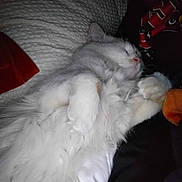 L.t. Dan joined the competition — help win amazing prizes! blanket, cat, close_up, couch, cozy, fluffy, fur_texture, human_partial, indoor, nap, orange_toy, paws, pet, portrait, red_graphic, shirt, sleeping_cat, soft, whiskers, white_fur