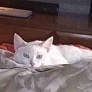 George is registered to the contest to win money with this photo: cat, white_cat, pet, indoor, bed, blanket, resting, cozy, feline, animal, cute, ears, eyes, fur, muzzle, nose, wood, headboard, comfort, relaxing