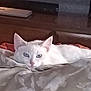 cat, white_cat, pet, indoor, bed, blanket, resting, cozy, feline, animal, cute, ears, eyes, fur, muzzle, nose, wood, headboard, comfort, relaxing