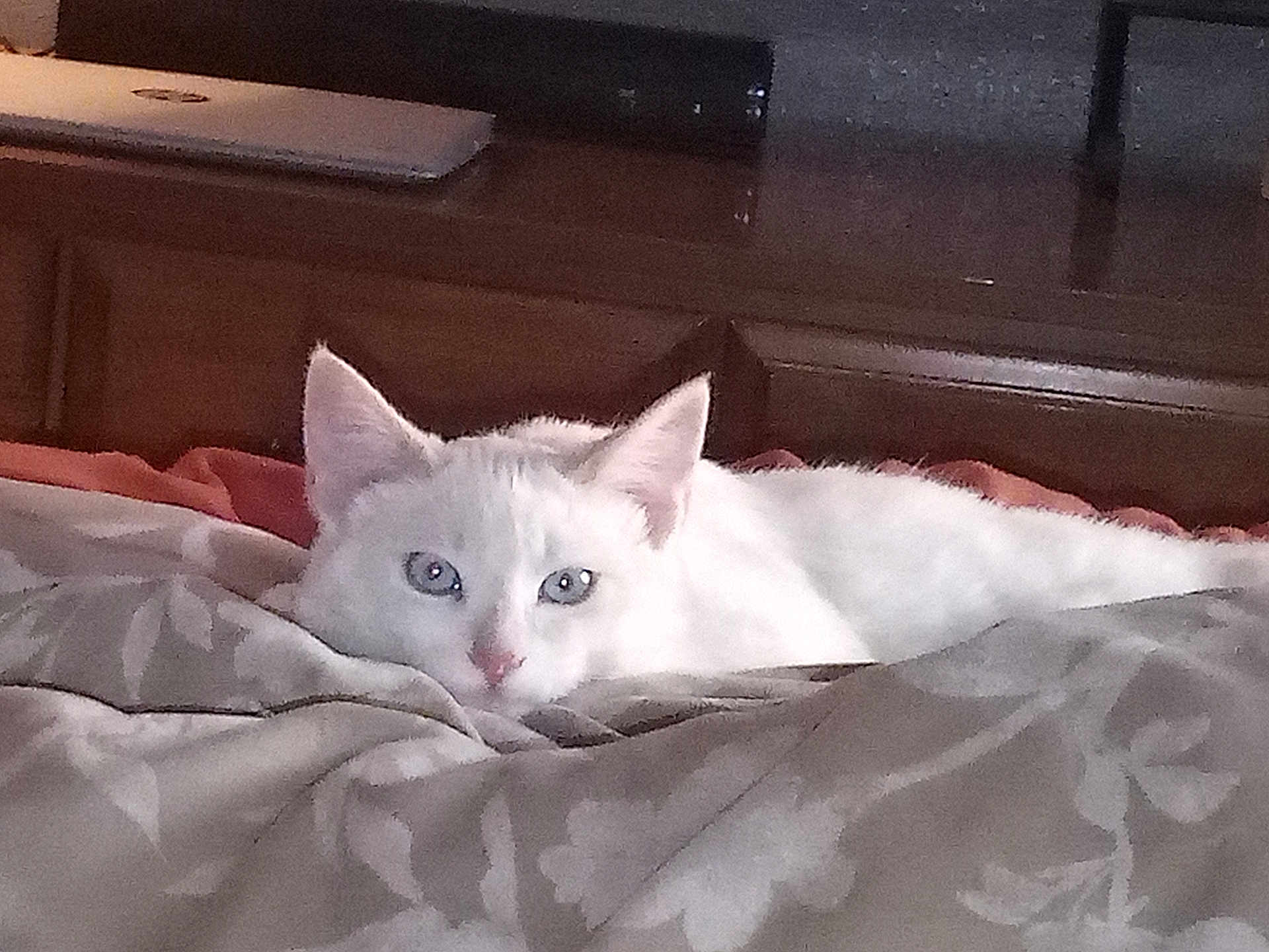 George is registered to the contest to win money with this photo: cat, white_cat, pet, indoor, bed, blanket, resting, cozy, feline, animal, cute, ears, eyes, fur, muzzle, nose, wood, headboard, comfort, relaxing