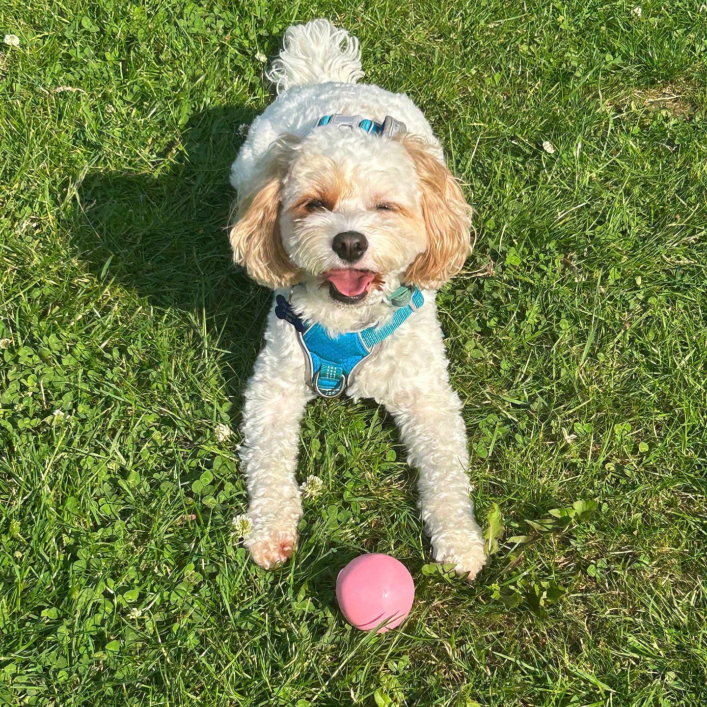 Banksy is registered to the contest to win money with this photo: animal, canine, curly_fur, dog, field, grass, greenery, happy, harness, nature, outdoor, pet, pink_ball, playful, small_dog, summer, sunlight, sunny, tongue_out, toy