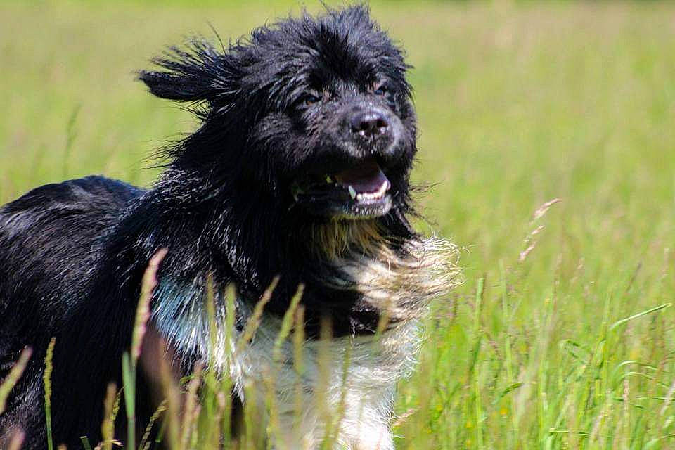 Miley a rejoint le concours — aidez-le/la à gagner de superbes lots ! affenpinscher, canidae, cao_da_serra_de_aires, carnivore, companion_dog, dog, dog_breed, herding_dog, mammal, mudi, portuguese_water_dog, pyrenean_shepherd, rare_breed_dog, sporting_group, terrier, vertebrate