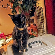 Soxie is registered to the contest to win money with this photo: cat, kitten, tortoiseshell, pet, small_cat, indoor, potted_plant, tower_fan, storage_container, plastic_lid, whiskers, sitting, curious, household, wooden_floor, curtain, warm_lighting, face, eyes, portrait